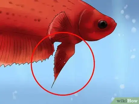 Imagen titulada Identify Different Betta Fish Step 12