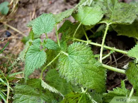 Imagen titulada Make Nettle Tea Step 1