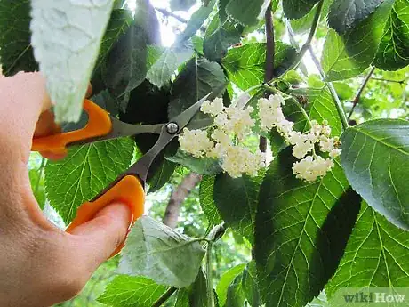 Imagen titulada Make Elderflower Cordial Step 17