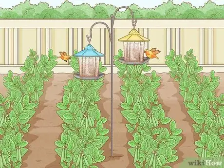 Imagen titulada Protect Peas from Birds Step 10