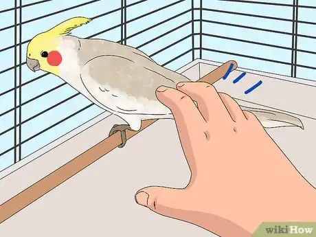 Imagen titulada Treat Injured Cockatiels Step 1