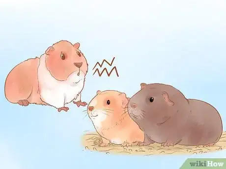 Imagen titulada Understand Guinea Pig Language Step 7