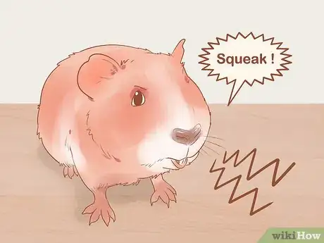 Imagen titulada Understand Guinea Pig Language Step 5