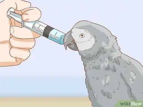 Imagen titulada Treat Respiratory Infections in African Grey Parrots Step 13