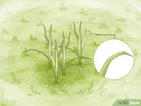 Imagen titulada Get Rid of Nutgrass Step 2