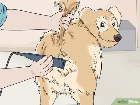 Imagen titulada Shave Your Dog Step 13