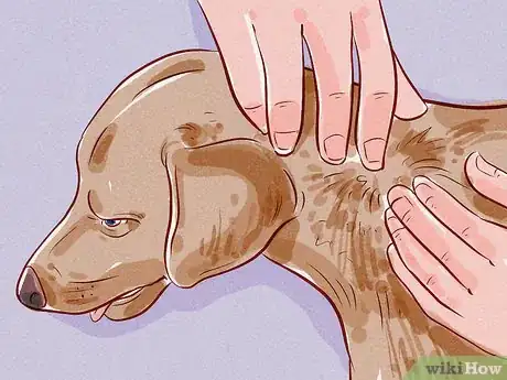 Imagen titulada Tell if Your Dog Has Fleas Step 2