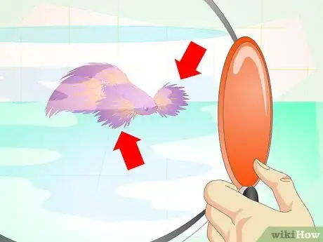 Imagen titulada Make a Betta Trust You Step 5