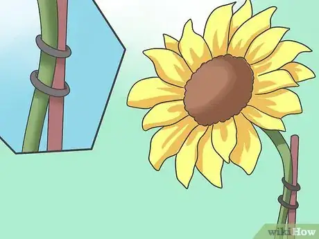 Imagen titulada Plant Sunflower Seeds Step 15