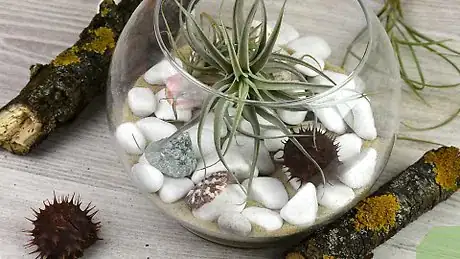 Imagen titulada Make an Air Plant Terrarium Step 14