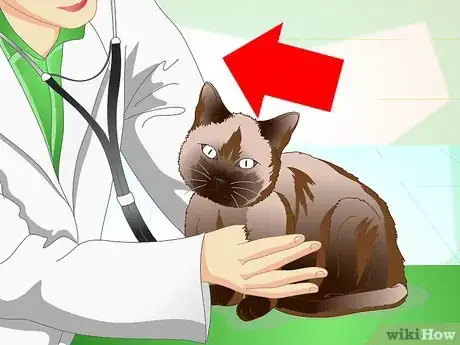 Imagen titulada Help a Cat with a Broken Shoulder Step 5