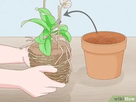 Imagen titulada Save an Orchid from Root Rot Step 7