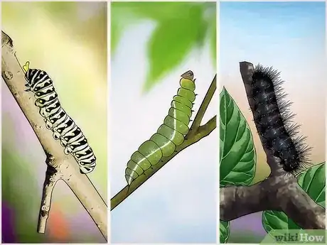 Imagen titulada Get Rid of Caterpillars Step 11