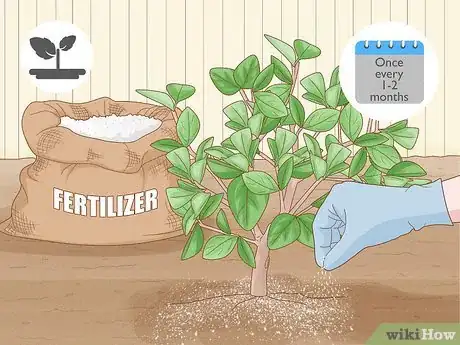 Imagen titulada Fertilize a Citrus Tree Step 1