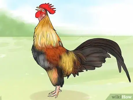 Imagen titulada Stop a Rooster from Crowing Step 1