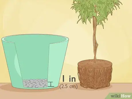 Imagen titulada Repot a Ficus Tree Step 5