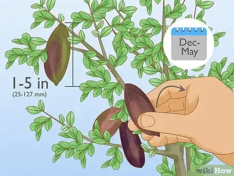 Imagen titulada Grow Finger Limes Step 11