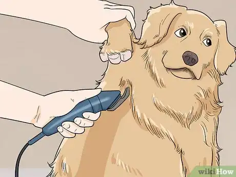 Imagen titulada Shave Your Dog Step 11