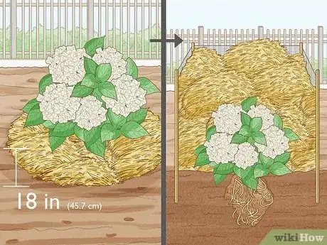 Imagen titulada Grow Hydrangeas Step 9