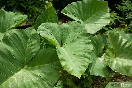 Imagen titulada Grow Elephant Ear Plants Step 11