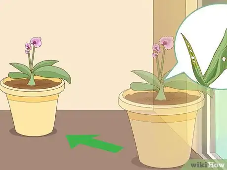 Imagen titulada Revive an Orchid Plant Step 7