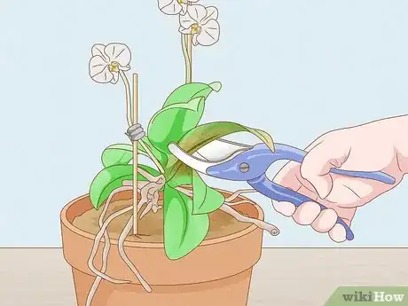 Imagen titulada Save an Orchid from Root Rot Step 6