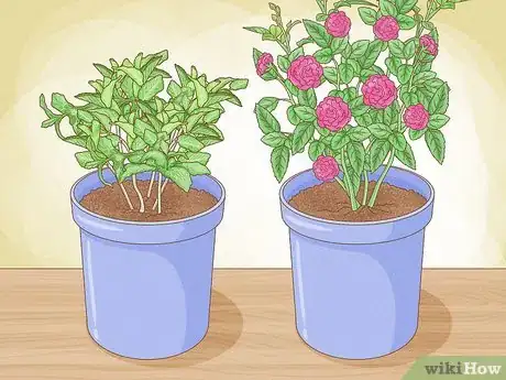 Imagen titulada Grow Mint in a Pot Step 3