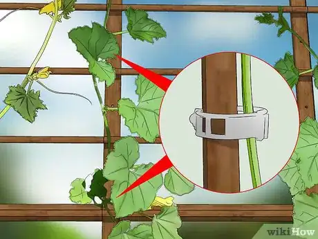 Imagen titulada Prune Cucumber Plants Step 10