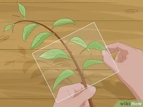 Imagen titulada Plant Calamansi Step 11