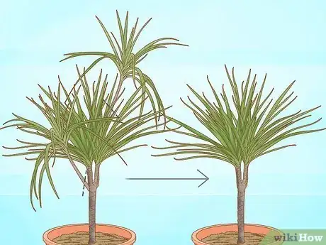 Imagen titulada Prune Dracaena Step 11