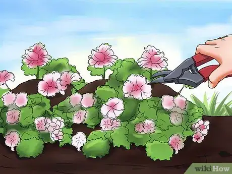 Imagen titulada Grow Geraniums Step 10