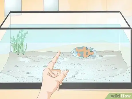 Imagen titulada Train Your Fish to Do Tricks Step 1