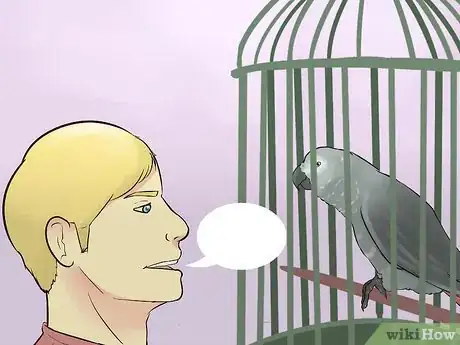 Imagen titulada Socialize an African Grey Parrot Step 10