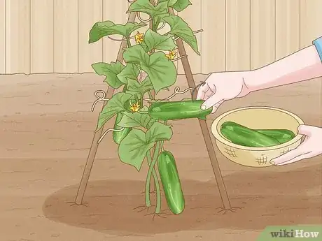 Imagen titulada Grow Cucumbers Step 21