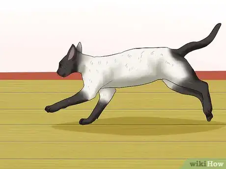 Imagen titulada Care for Siamese Cats Step 17