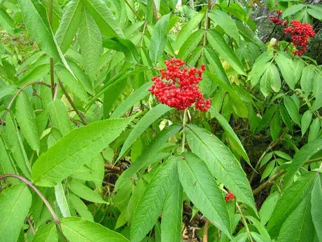 Imagen titulada Sambucus racemosa (Red Elderberry)