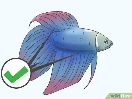 Imagen titulada Tell How Old a Betta Fish Is Step 2