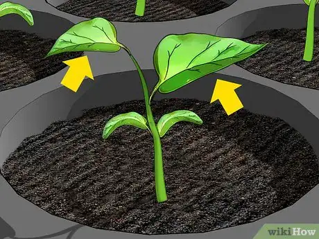 Imagen titulada Grow Bell Peppers Indoors Step 7