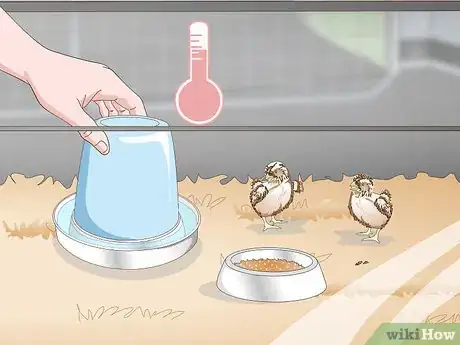 Imagen titulada Care for Quail Chicks Step 11