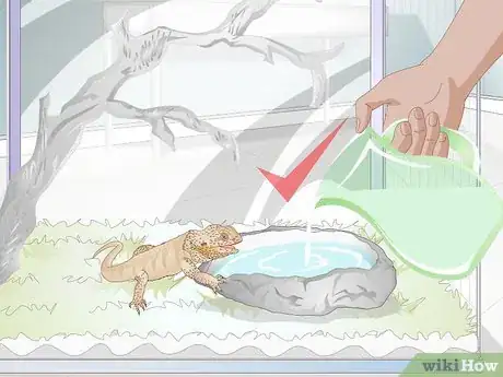 Imagen titulada Teach a Bearded Dragon to Drink from a Water Bowl Step 4