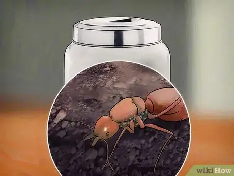 Imagen titulada Catch Ants for an Ant Farm Step 7