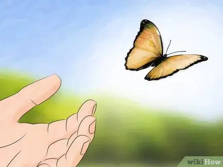 Imagen titulada Care for a Butterfly with a Broken Wing Step 11