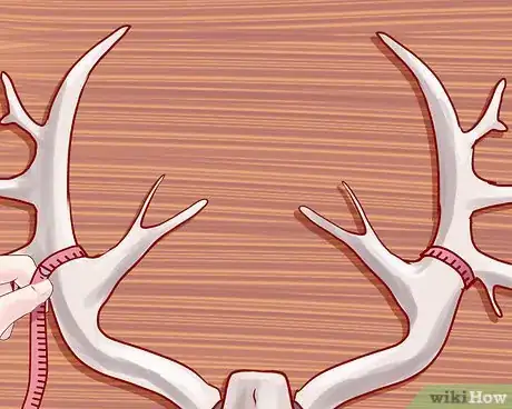 Imagen titulada Score Deer Antlers Step 15