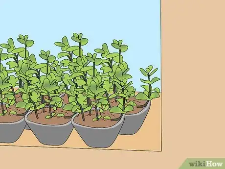 Imagen titulada Prevent Cats from Digging Up Houseplants Step 5