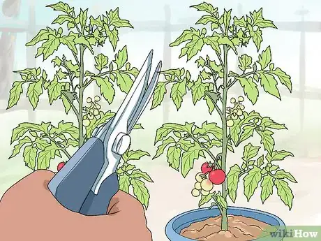 Imagen titulada Prune Patio Tomatoes Step 5