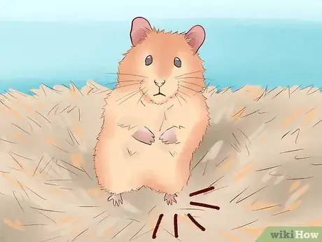 Imagen titulada Treat Your Hamster's Broken Leg Step 8