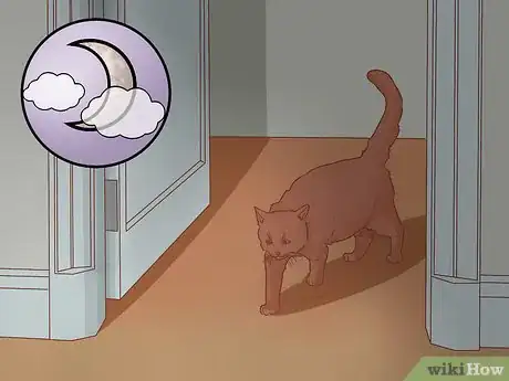 Imagen titulada Encourage Your New Cat to Come Out of Hiding Step 11