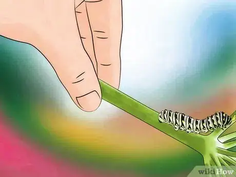 Imagen titulada Keep Wild Caterpillars As Pets Step 5