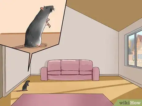 Imagen titulada Shoulder Train a Pet Rat Step 1