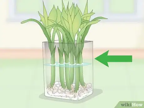 Imagen titulada Propagate Lucky Bamboo Step 8